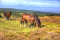 Ponies on Quantock Hills Somerset England with purple heather Royalty Free Stock Photo