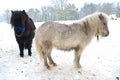 Ponies in snow Royalty Free Stock Photo