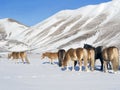 Ponies in the snowy plateau of Castelluccio of Norcia, Umbria,