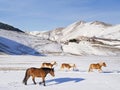 Ponies in snowy plateau of Castelluccio of Norcia, Umbria, It