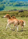 Ponies and young pony foals in Dartmoor National park Royalty Free Stock Photo