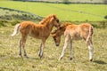 Ponies and young pony foals in Dartmoor National park Royalty Free Stock Photo
