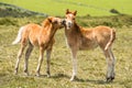 Ponies and young pony foals in Dartmoor National park Royalty Free Stock Photo