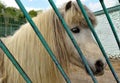 Ponies at the zoo