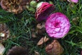 Ponk camellia in the grass Royalty Free Stock Photo