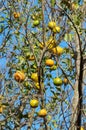 Ponkan tree with some ripe fruits Royalty Free Stock Photo