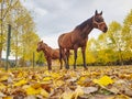 Ponny and horse grazing on autumn pasture with yellow leaves Royalty Free Stock Photo