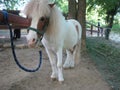 Ponny, Little horse, Farm animals, Sunny day, Spring time Royalty Free Stock Photo