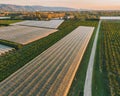 Panoramic view on fields with a hail protection net, apple trees, pear trees, peaches during the rising sun. Royalty Free Stock Photo