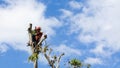 Ponorogo, Indonesia 18/12/2019: A chainsaw is cutting tree branches. Jobs in services require high ability to do it