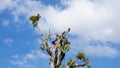 Ponorogo, Indonesia 18/12/2019: A chainsaw is cutting tree branches. Jobs in services require high ability to do it