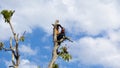 Ponorogo, Indonesia 18/12/2019: A chainsaw is cutting tree branches. Jobs in services require high ability to do it