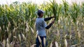 Ponorogo, Indonesia- 16/10/2019: A farmer is harvesting corn using sickle