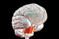 Pons highlighted inside human brain, 3D illustration