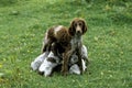 Pont Audemer Spaniel Dog, Mother with Puppies suckling Royalty Free Stock Photo