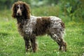Pont Audemer Spaniel Dog standing on Grass Royalty Free Stock Photo