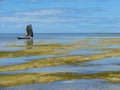 Ponta de Castelhanos beach, Boipeba, Brazil