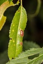 Pontania proxima, the willow gall sawfly, insect eggs implied in a willow leaf