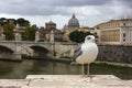 A seagull in front of Ponte Vittorio Emanuele II in Rome