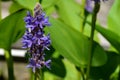 Pontederia cordata common name pickerelweed or pickerel weed