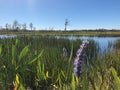 Purple swamp flower