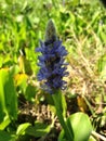 Pontederia Cordata (Pickerelweed) Plant Blossoming in Pond.