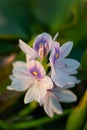 Pontederiaceae in Water Hyacinth or white musk flowers Royalty Free Stock Photo