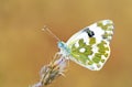 Pontia daplidice , bath white butterfly Royalty Free Stock Photo