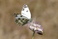 Pontia daplidice, Bath White butterfly from France Royalty Free Stock Photo