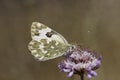 Pontia daplidice, Bath White butterfly