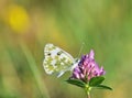 Pontia daplidice, the Bath white Royalty Free Stock Photo