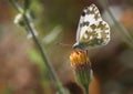 Pontia daplidice butterfly