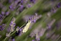 Pontia daplidice on Lavandula Flower Royalty Free Stock Photo