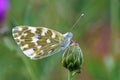 Pontia edusa , The Eastern bath white butterfly