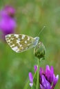 Pontia edusa , The Eastern bath white butterfly Royalty Free Stock Photo