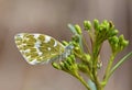 Pontia edusa , The Eastern bath white butterfly on flower