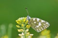 Pontia edusa , The Eastern bath white butterfly on flower 