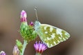 Pontia edusa , The Eastern bath white butterfly honey suckling on flower