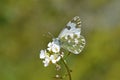 Pontia edusa , The Eastern bath white butterfly honey suckling on flower