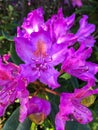 Pontic or Common Rhododendron flower Royalty Free Stock Photo