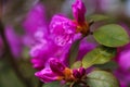 Pontic rhododendron flower or Rhododendron ponticum in the garden, selective focus Royalty Free Stock Photo