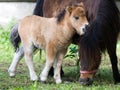 Pony Royalty Free Stock Photo
