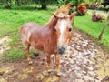 Pony. Beautiful mini horse in a farm