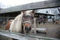 Pony behind the fence Royalty Free Stock Photo
