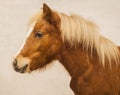 Pony with a big white blaze on his head on a beige wall background