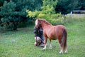 mini horse on a ranch in the countryside with a hedge for horses in nature