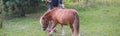 mini horse on a ranch in the countryside with a hedge for horses in nature