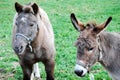 Pony and Burro Royalty Free Stock Photo