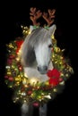 Pony in christmas wreath