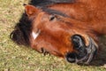 Pony close up shot of head Royalty Free Stock Photo